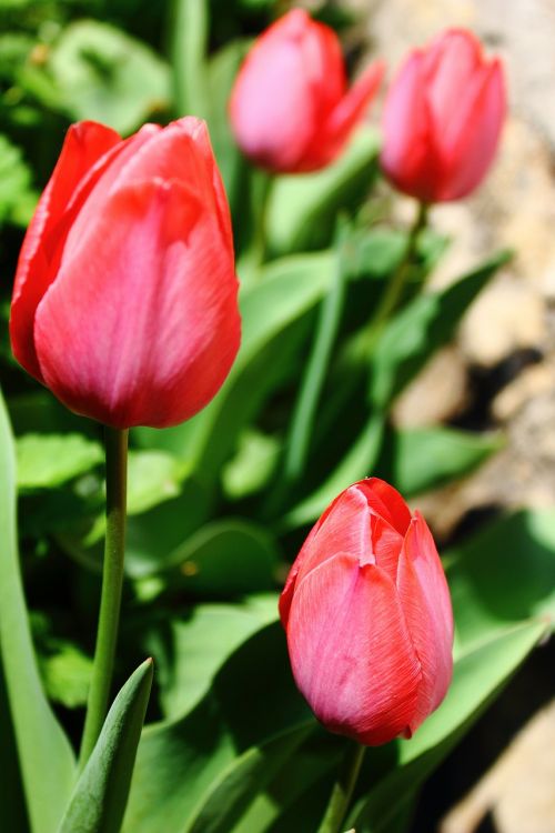 tulip tulips red