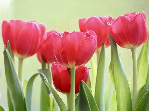 tulip nature plant