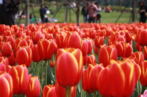 tulip flower garden