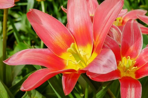 tulip spring flower blossom