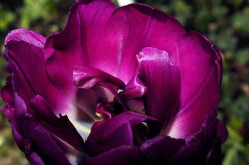 tulip blossom bloom