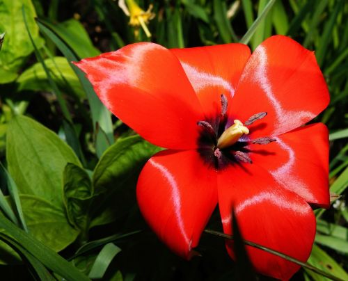 tulip blossom bloom