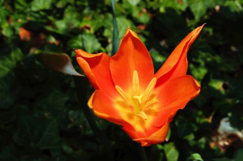 tulip holland flower