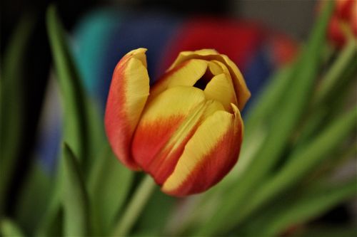 tulip nature flower