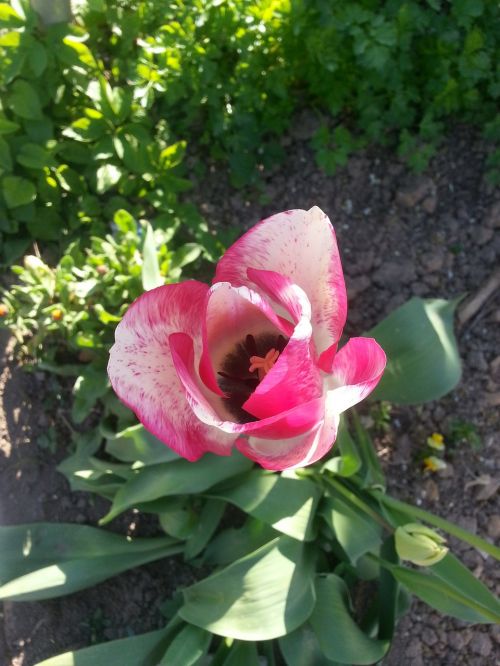 tulip flower blossom