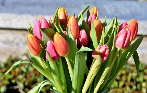 tulip tulip bouquet blossom