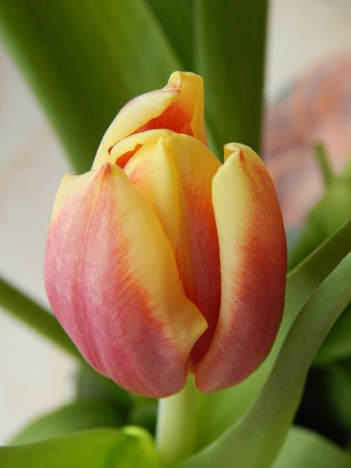 tulip cup colored