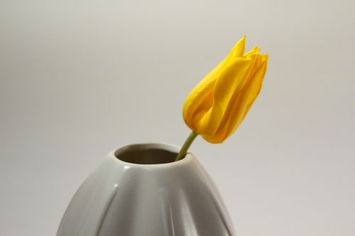 tulip vase grow