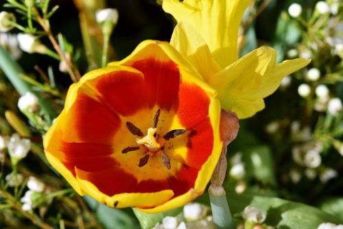 tulip schnittblume spring flowers