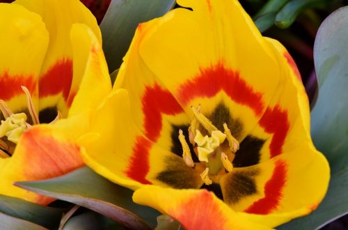 tulip schnittblume spring flowers