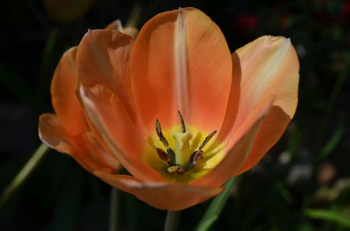 tulip blossom bloom