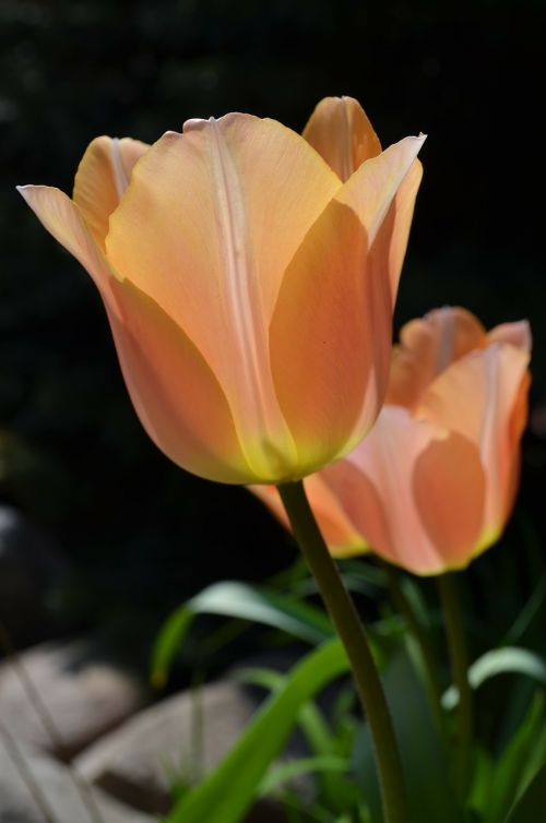 tulip flower plant