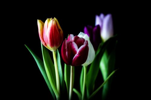 tulip nature flower