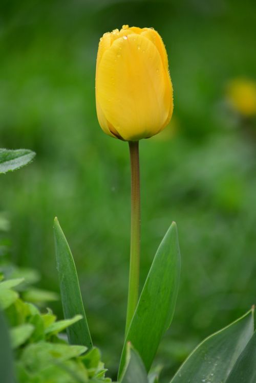 tulip critter raindrops