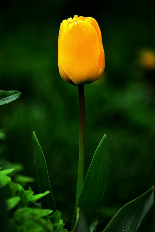 tulip flower yellow