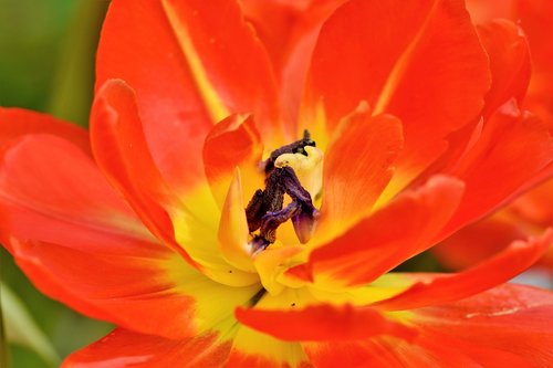 tulip  schnittblume  spring flowers