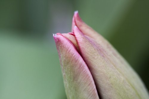 tulip  bud  lilies