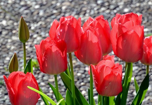 tulip  flower  nature