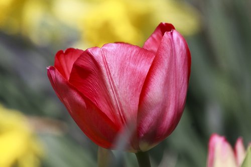 tulip  lilies  spring