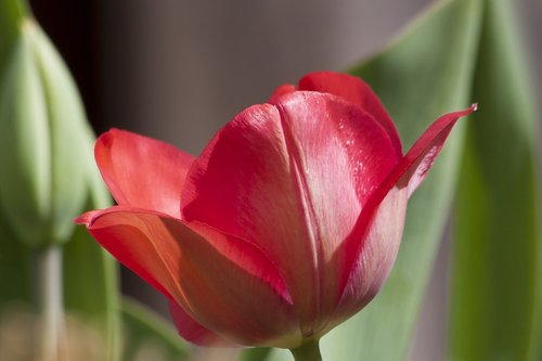 tulip  lilies  spring