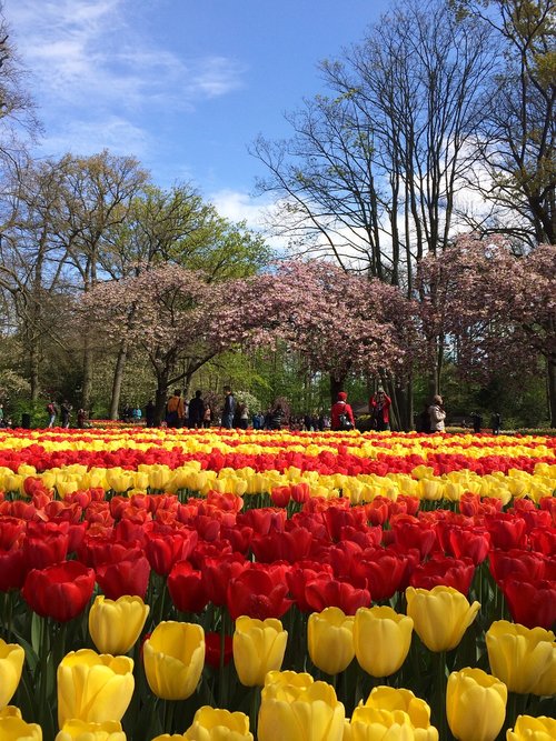 tulip  flower  garden