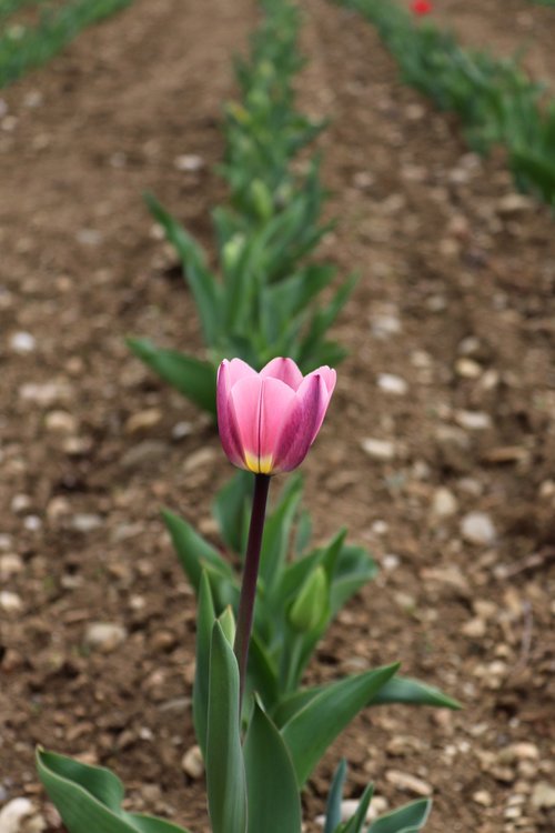 tulip  nature  plant