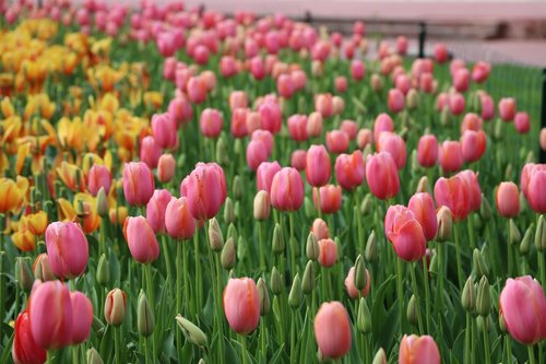 tulip  flower  nature