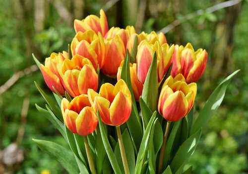 tulip  tulip bouquet  blossom