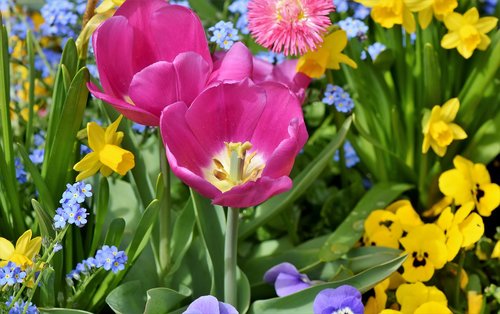 tulip  narcissus  daffodil