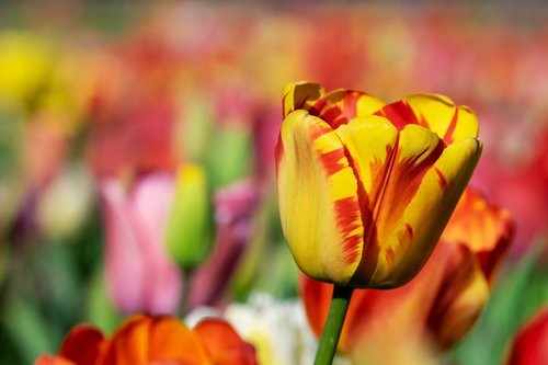 tulip  yellow orange  yellow orange tulip