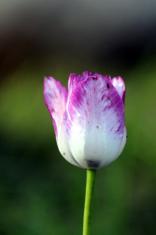 tulip  flower  plant