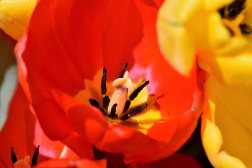 tulip  schnittblume  spring flowers