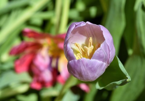 tulip  tulip bouquet  blossom