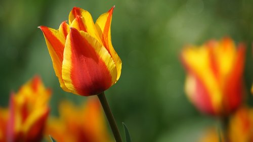 tulip  flower  bright