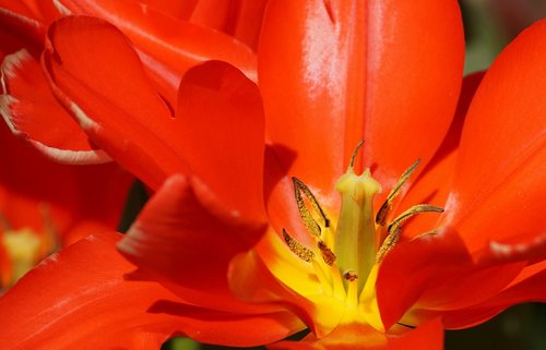 tulip  red  stamp