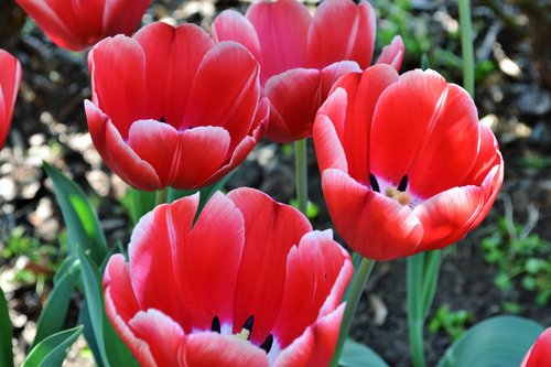 tulip  nature  flower