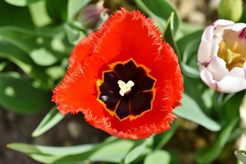 tulip  schnittblume  spring flowers