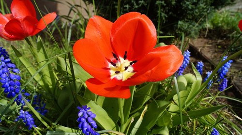 tulip  spring  muscari