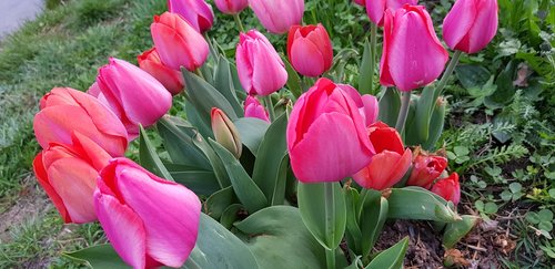 tulip  nature  garden