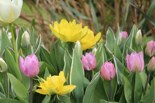 tulip  flowering  tulip spring