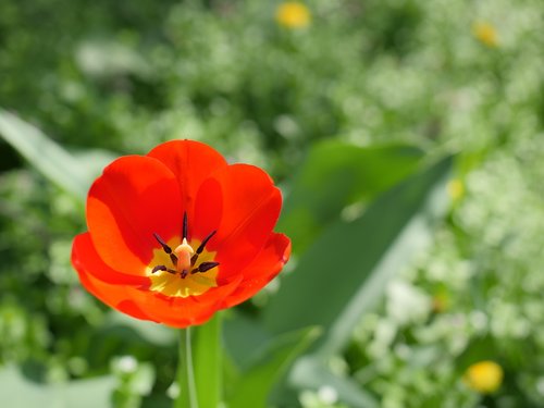 tulip  nature  flower