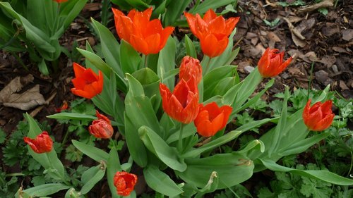 tulip  flower  blossom