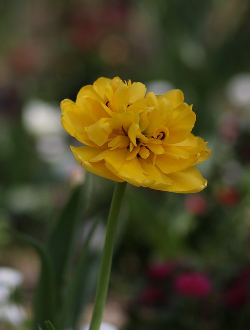 tulip  yellow  flowers