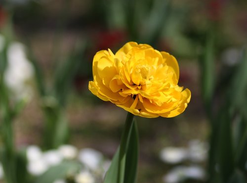 tulip  yellow  flowers