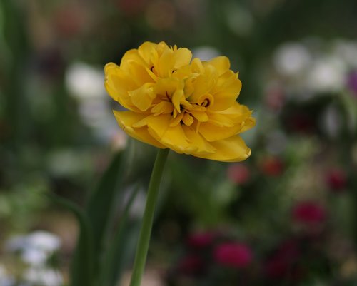 tulip  yellow  flowers