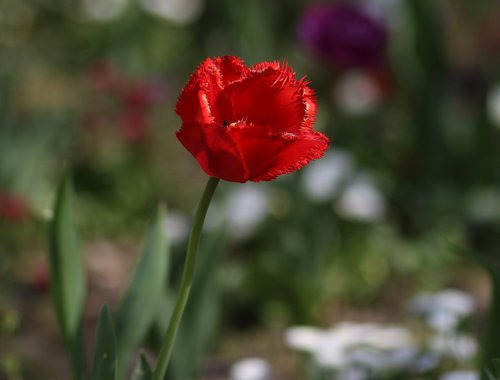 tulip  red  flowers
