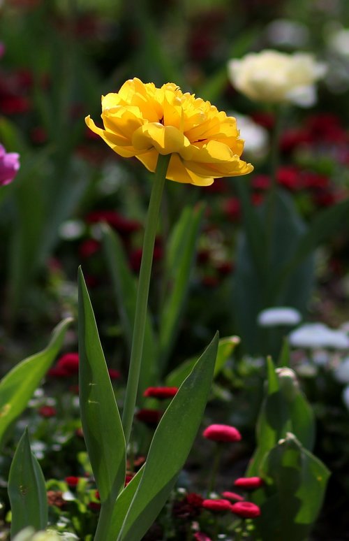 tulip  yellow  flowers