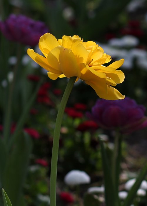 tulip  yellow  flowers