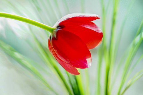 tulip  bright  red