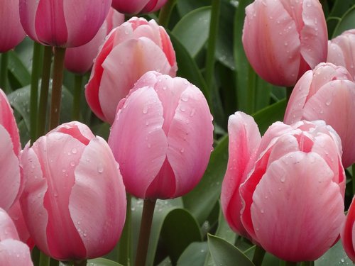 tulip  flower  flora